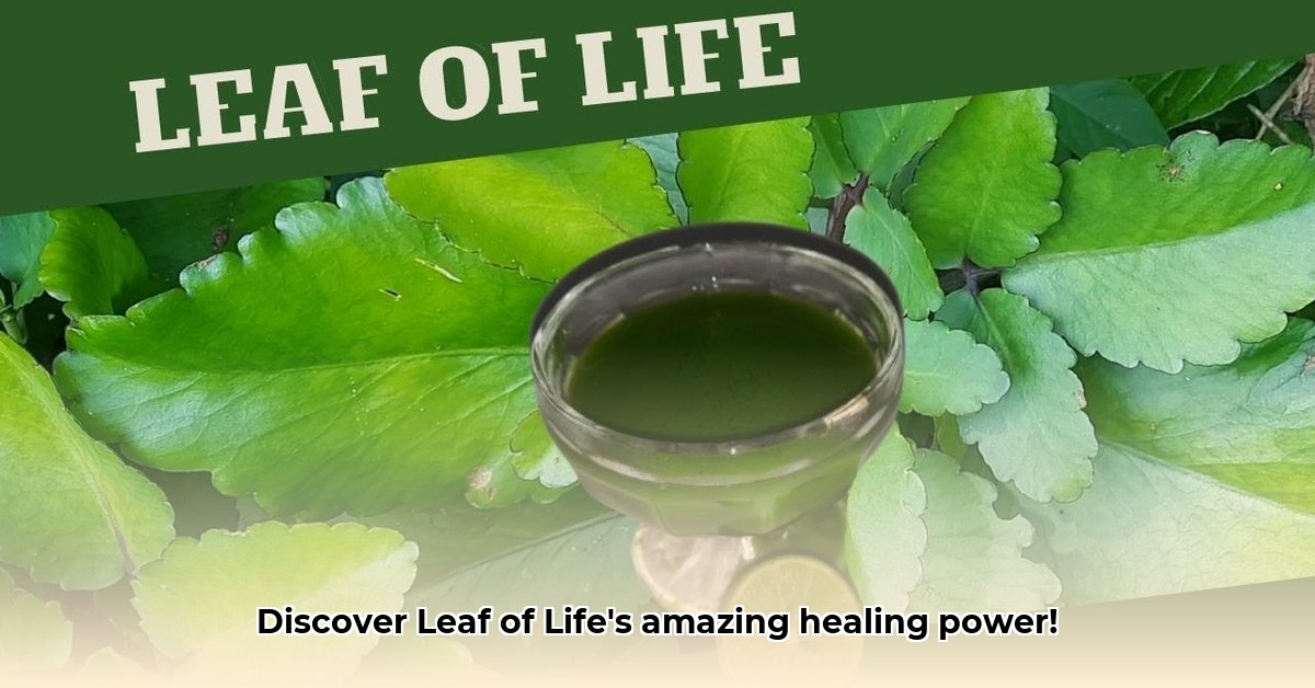 leaf-of-life-plant-benefits